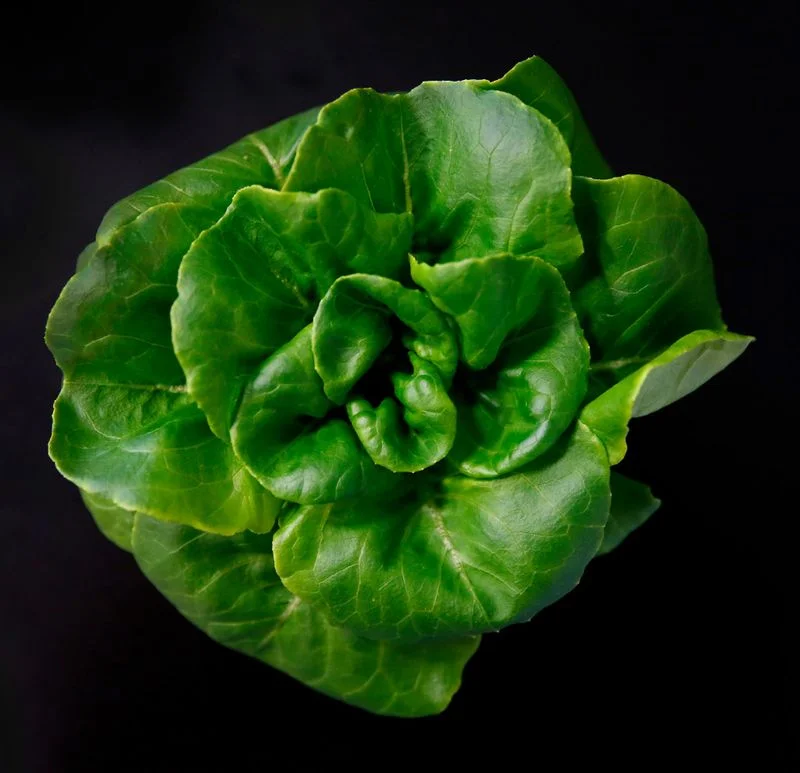 Butter lettuce is harvested inside a vertical farm in the back of the Central Market store in Dallas, Thursday, April 6, 2017. Central Market is trying out indoor growing, and the crops will be sold in the store beginning in May. (Jae S. Lee/The Dallas Morning News) Staff Photographer