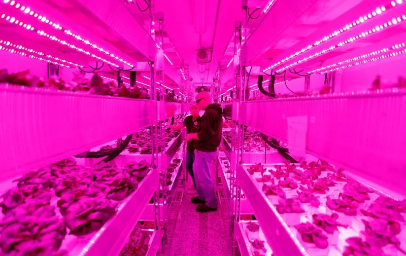 Growers Rebecca Jin (left) and Christopher Pineau tend to plants inside a vertical farm in the back of the Central Market grocery store in Dallas, Thursday, April 6, 2017. Central Market is trying out indoor growing, and the crops will be sold in the store beginning in May. (Jae S. Lee/The Dallas Morning News) Staff Photographer