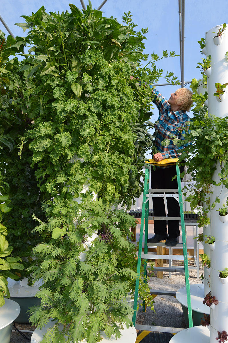 Mona Hitch reaches for celery at the top of one of her vertical farm towers. CREDIT CAROLINE LELAND