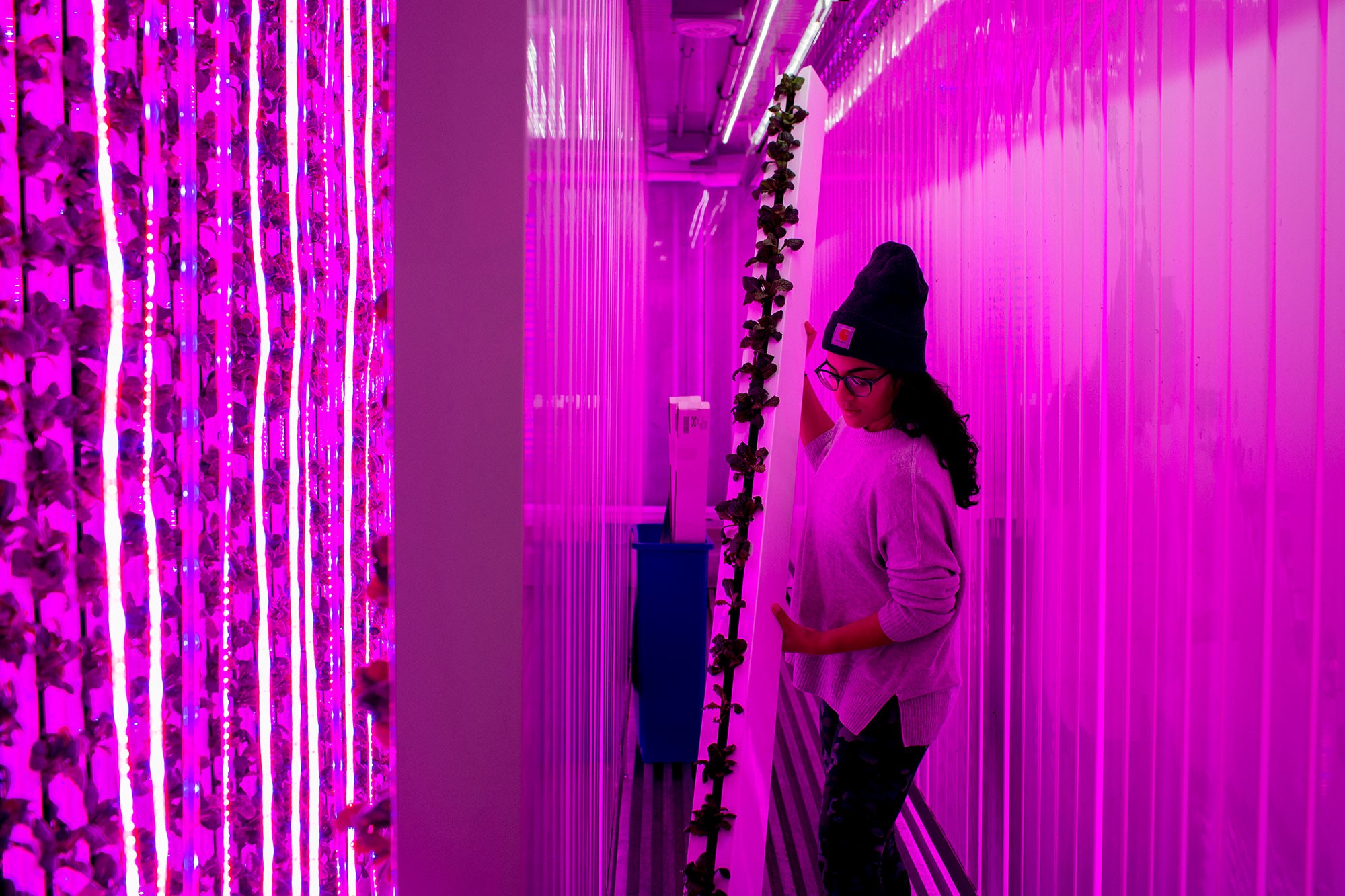 Square Roots is an urban farming initiative which allows “entrepreneurs” to grow organic, local vegetables indoors at its new site in Bed Stuy, Brooklyn. (Photo by Natalie Keyssar)