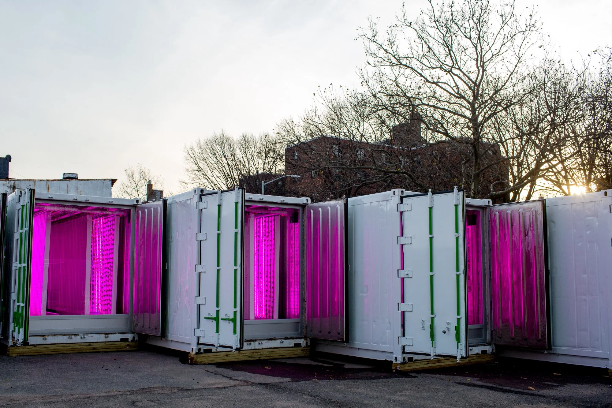 Green Acres? Try Pink Acres! Pictured here, Square Roots farms — and in background is Jay Z’s boyhood home, the Marcy Projects. (Photo by Natalie Keyssar)