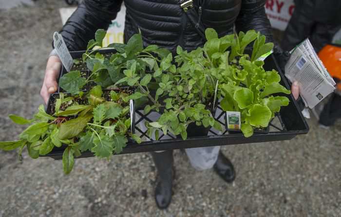 Young plants ready for planting Saturday, April 8, 2017 at the Alma community garden in Vancouver, BC. JASON PAYNE / PNG