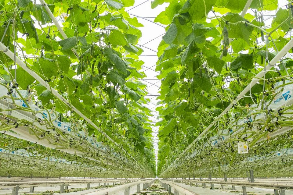 Indoor farms can stack plants vertically and grow more crops than a traditional outdoor farmer. (Photo by Shutterstock)