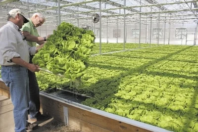 PHOTO | STEVE JENSEN Cheshire-based Maple Lane Farms II co-owners Allyn Brown (left) and Brant Smith inspect a foam float holding heads of hydroponically grown bibb lettuce nearly ready for market.