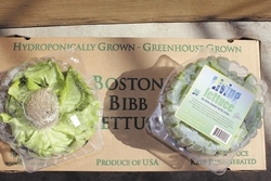 PHOTO | STEVE JENSEN Examples of the bibb lettuce produced by Maple Lane Farms. The lettuce is sold to grocery stores, including Stop & Shop, as well as wholesalers.