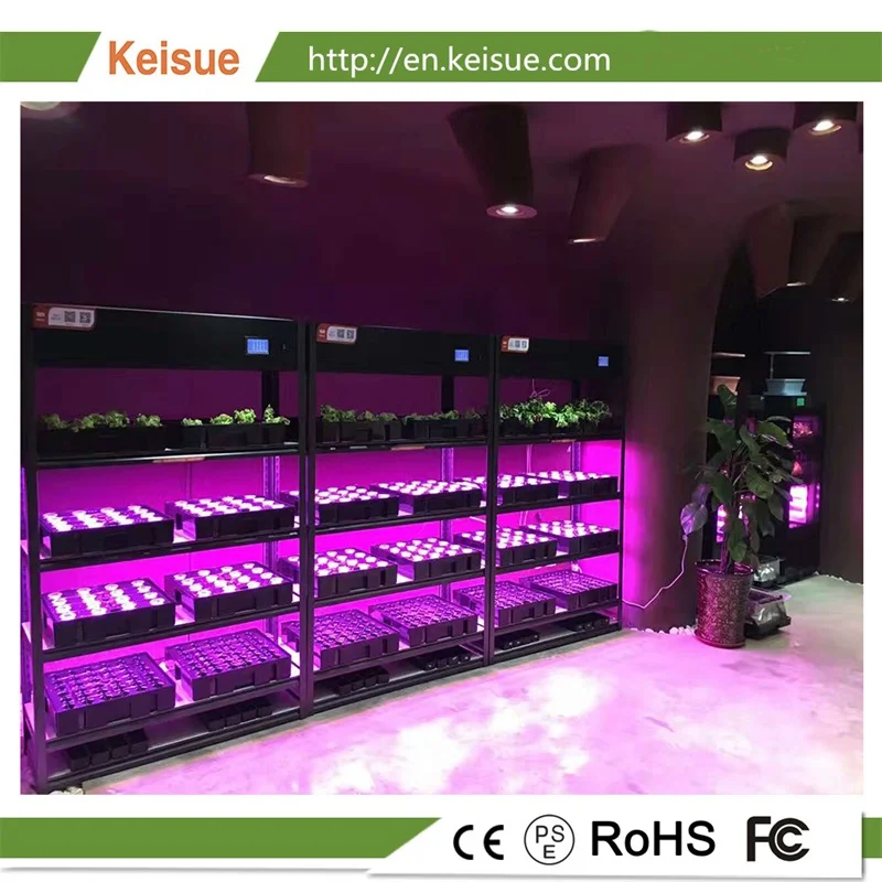 KEISUE COMMERCIAL (Copy)