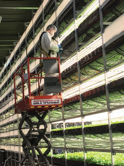 Photo courtesy of AeroFarms.