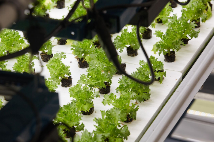 Bowery's indoor farm Bowery