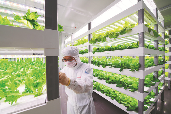 A laboratory worker in biohazard gear checks the growth of lettuce in the vertical farm in Anxi, Fujian province. ZHAN ZHUO / FOR CHINA DAILY