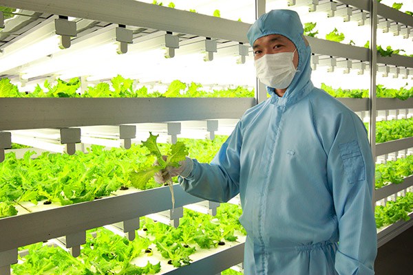 The number of Japanese plant factories producing more than 10,000 heads of lettuce daily is estimated to be around 10. Photos courtesy of Dr. Toyoki Kozai.