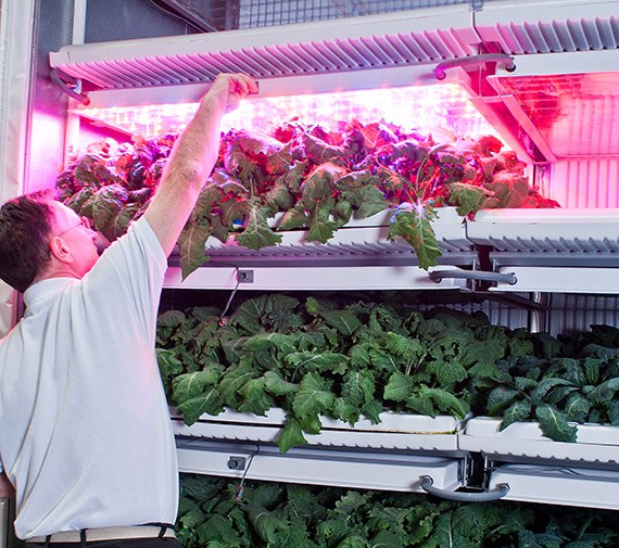 Famgro Farms is growing some microgreens and herbs, but kale is its bread-and-butter crop.