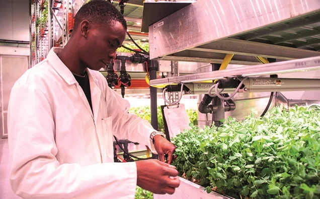 Indoor farming uses hydroponics, whereby plants are grown in a nutrient solution without soil - Source: Mandy Zammit