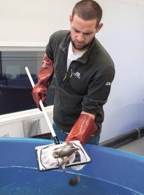 Aquaculture is a method of farming fish -Source: Mandy Zammit
