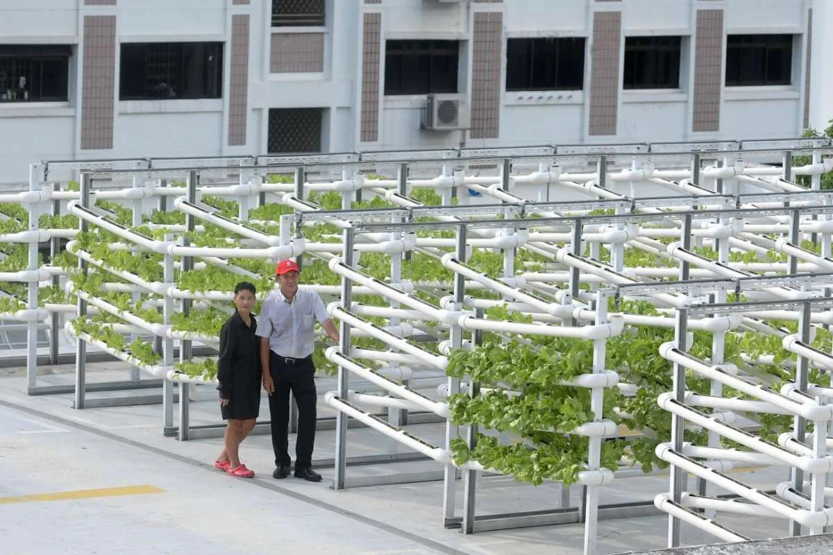 Urban Farming In Singapore Has Moved Into A New High Tech Phase Igrow Urban Farming In Singapore Has Moved Into A New High Tech Phase Igrow