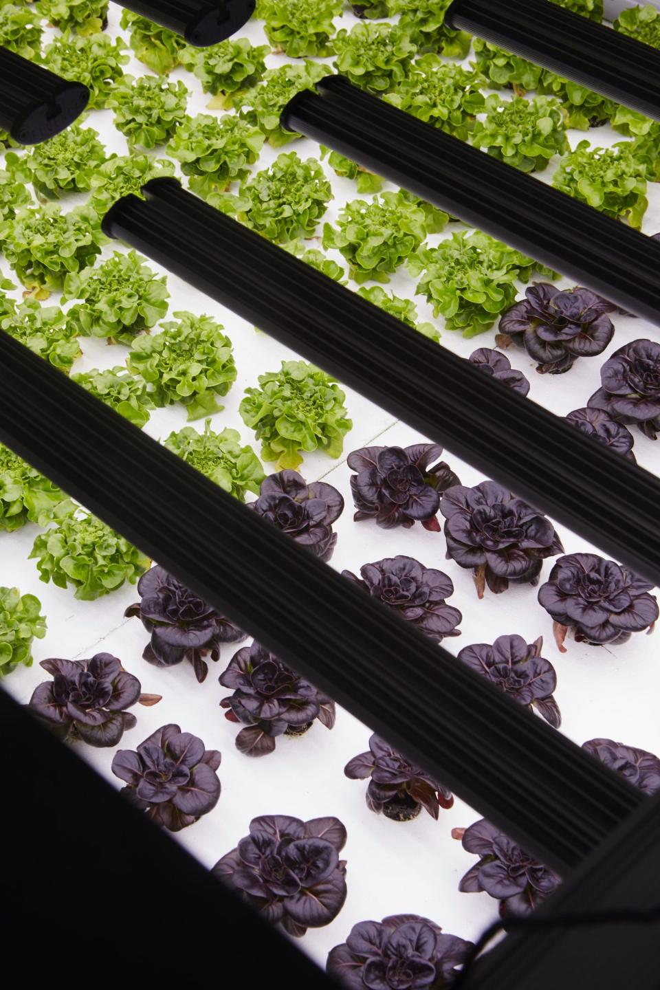 Advances in LED lighting have enabled indoor farming to be done at scale.&nbsp;Courtesy of Bowery Farming