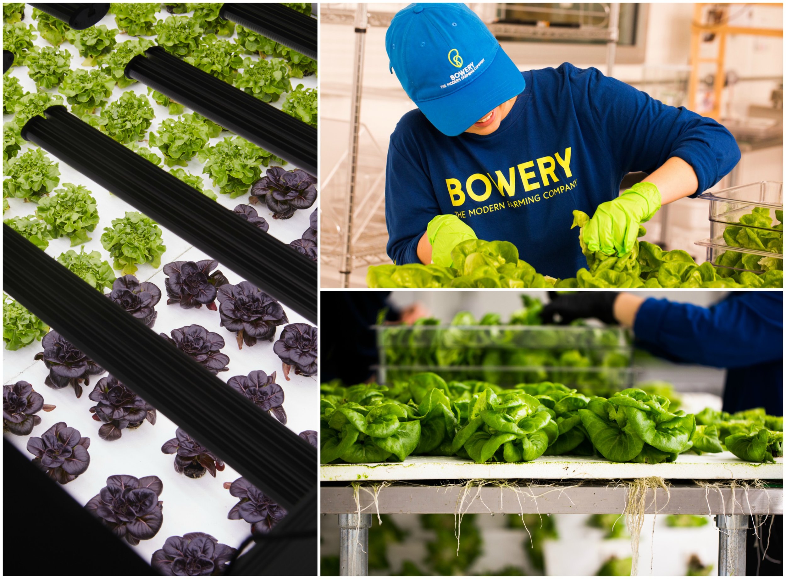 Bowery’s crops are planted indoors in vertical rows and meticulously monitored, “capturing a tremendous amount of data along the way,” according to the company’s website.©&nbsp;Bowery