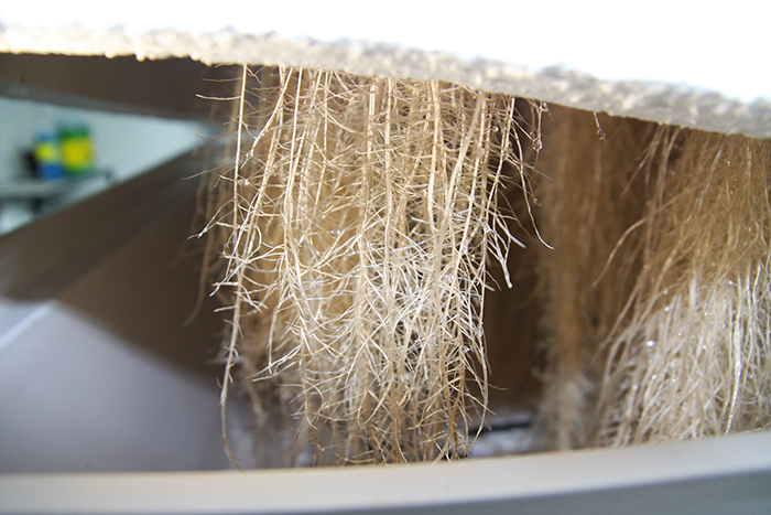 Basil roots grown by Nebullam.