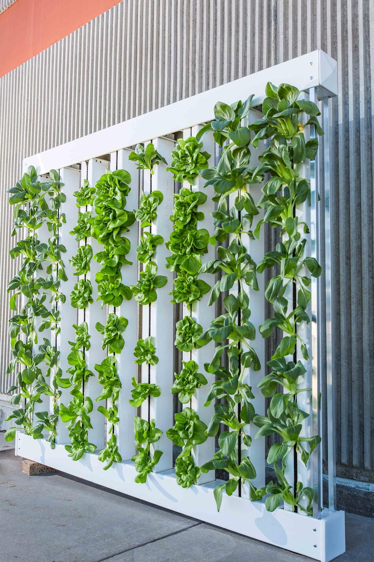 CREDIT BRIGHT AGROTECH; HTTPS://PIXABAY.COM/EN/VERTICAL-FARM-GREEN-WALL-BOK-CHOY-916337/