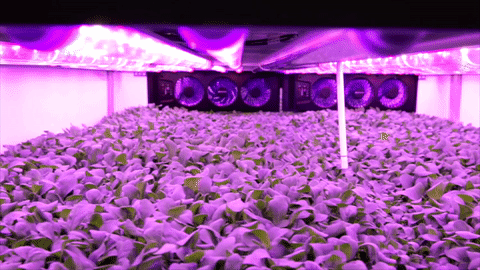 AeroFarms