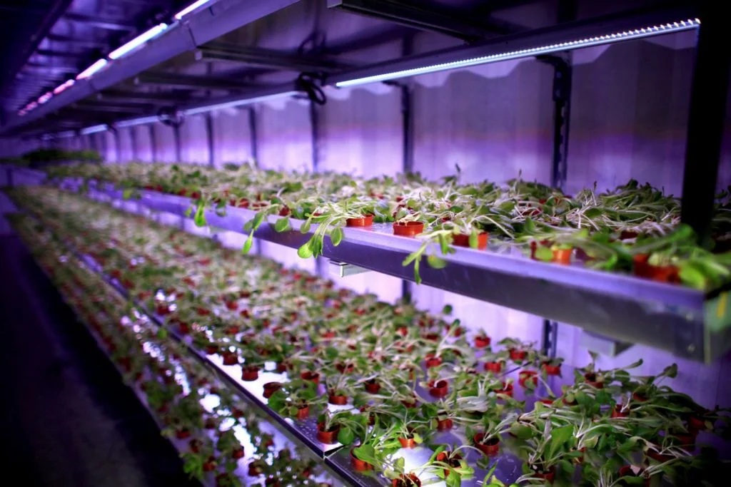 An indoor hydroponic growing system in Singapore. Urban farming is one sub-sector that has seen some ‘new wine’ in the form of indoor farms using fully integrated technology for growing vegetables in controlled environments. Photo: Reuters