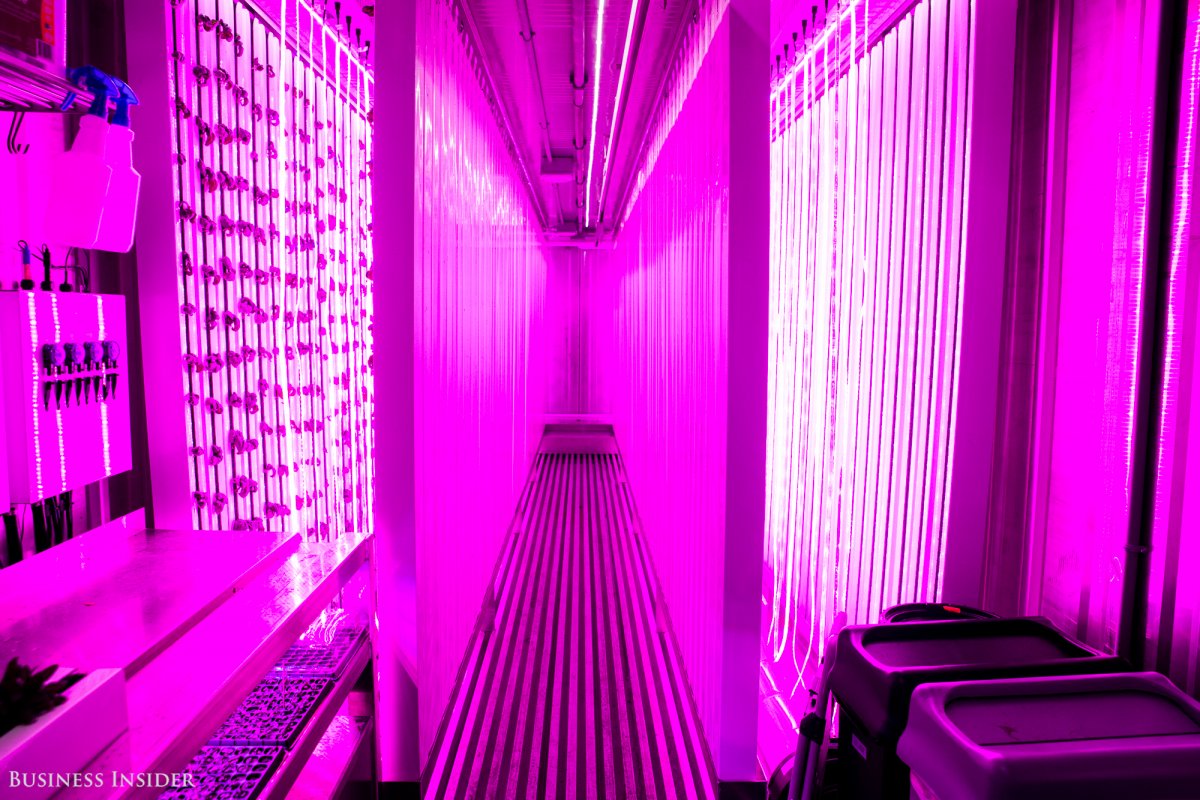 On four parallel walls, leafy greens and herbs sprout from soil-free growing beds filled with nutrient-rich water. Instead of sunlight, they rely on hanging blue and pink LED rope lights. &nbsp; &nbsp; &nbsp;&nbsp;Sarah Jacobs