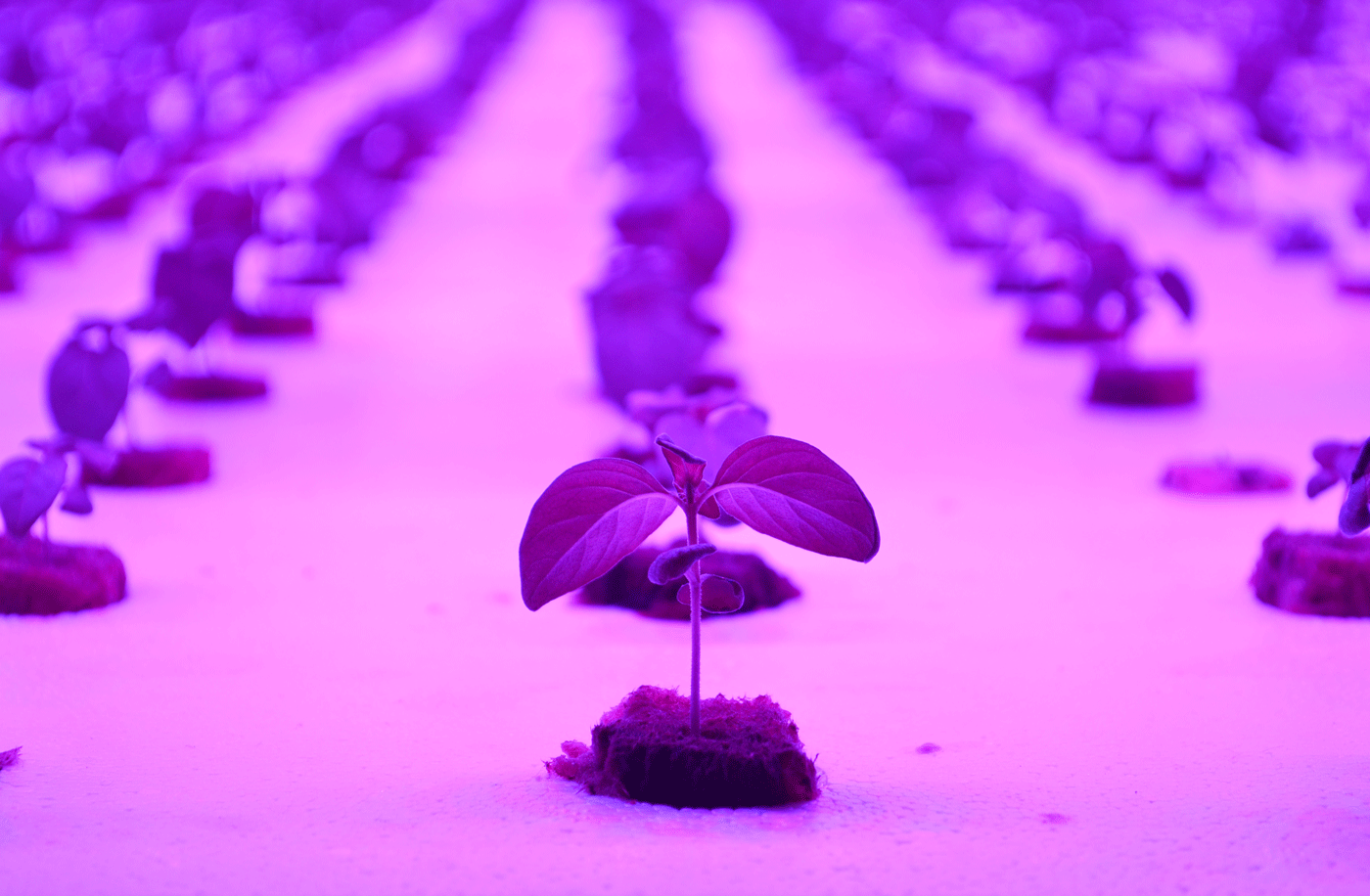 Vertical stacks allow the NutraPonics system to grow more food in less space.