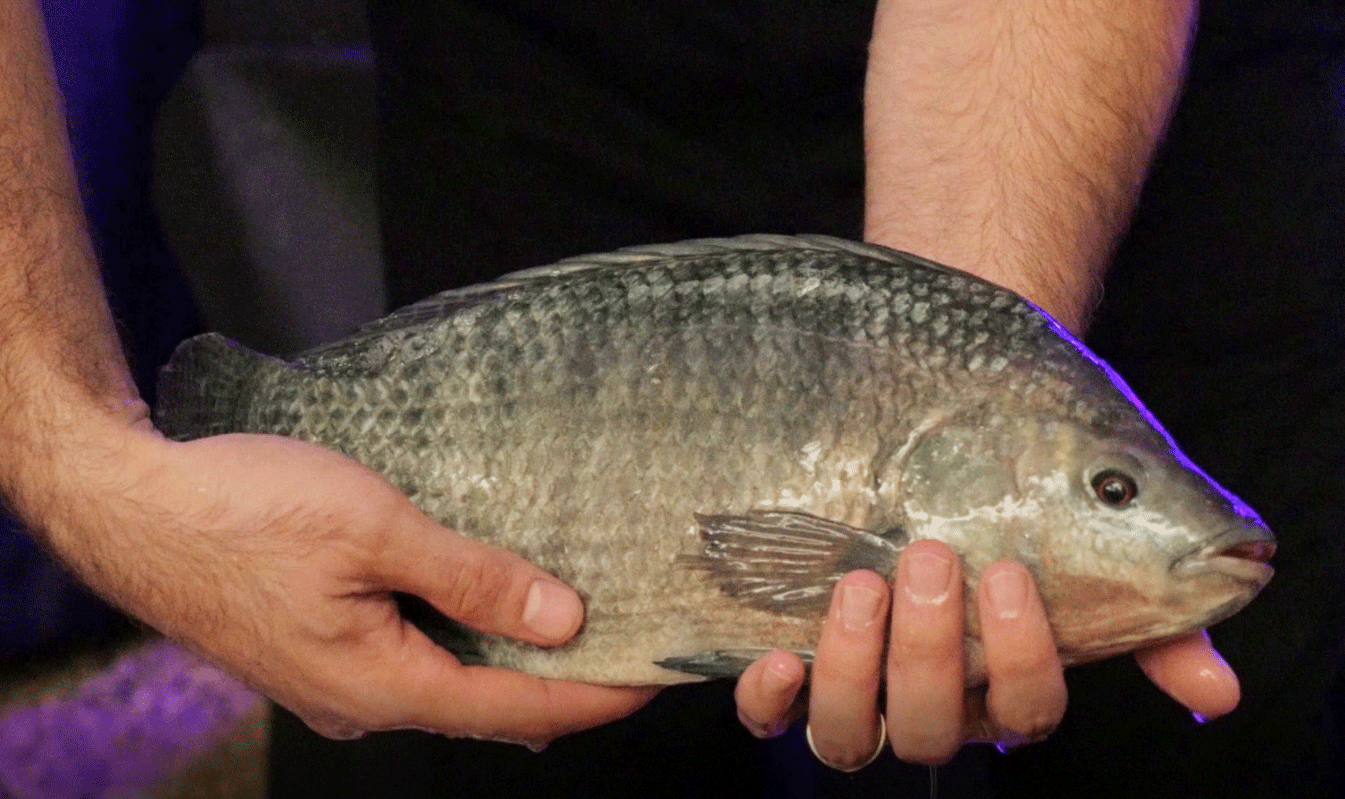Tanks of tilapia produce byproducts that then nourish plants in the growing house.