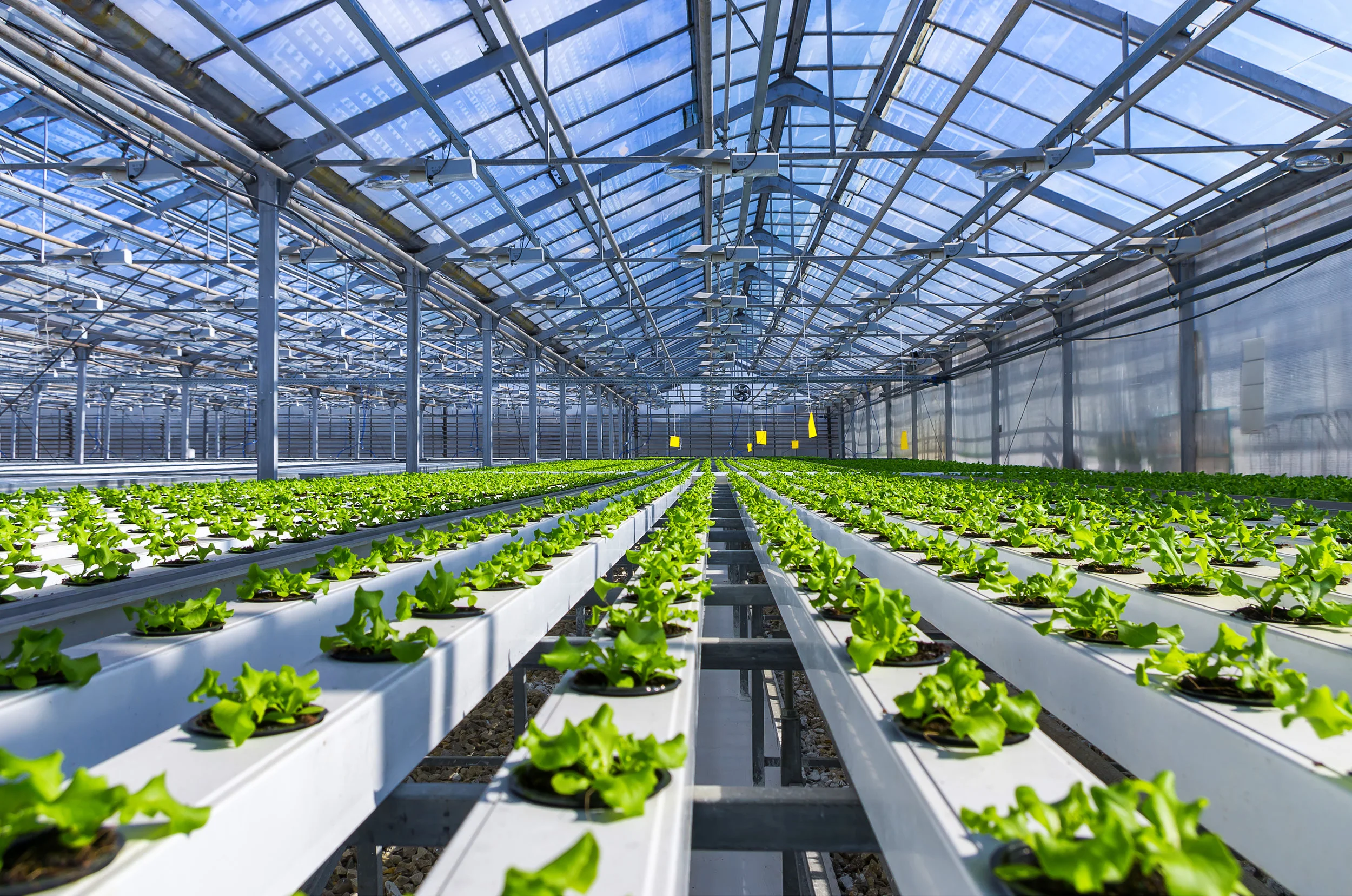 P.S. 84 and I.S. 126 will receive funding for hydroponic labs from Councilman Costa Constantinides. &nbsp;Photo via Shutterstock