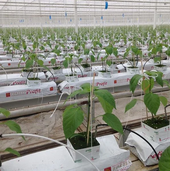 Nature-Fresh-Farms.JPG