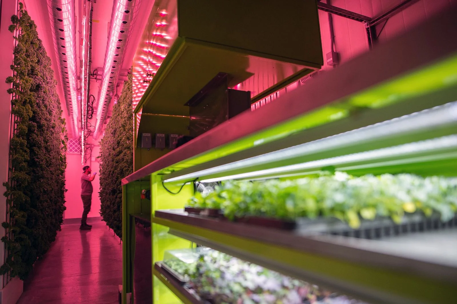  An employee inspects a wall of kale and greens growing vertically inside a modular farming unit at Modular Farms Co.  (Copy)