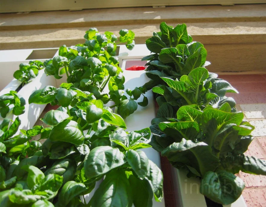 Fridays-Fresh-Market-Grow-Wall-Produce-889x692.jpg