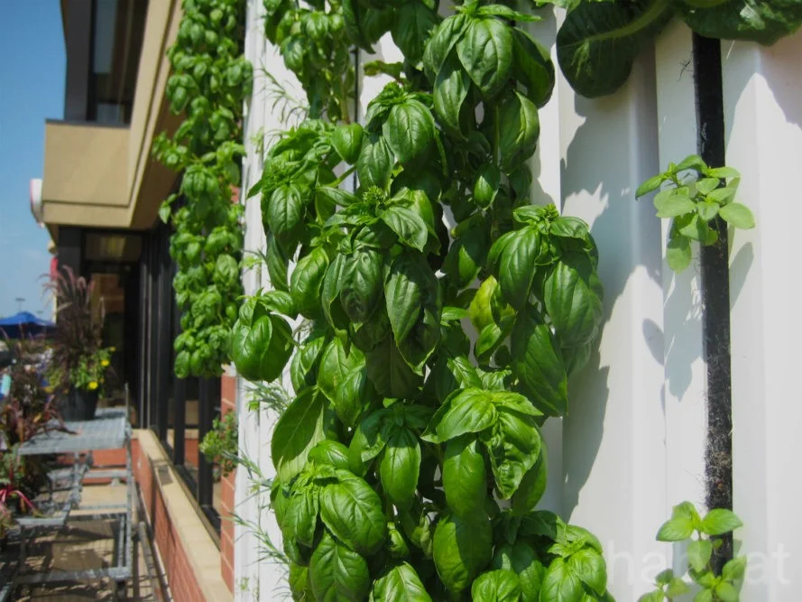 Fridays-Fresh-Market-Grow-Wall-889x667.jpg