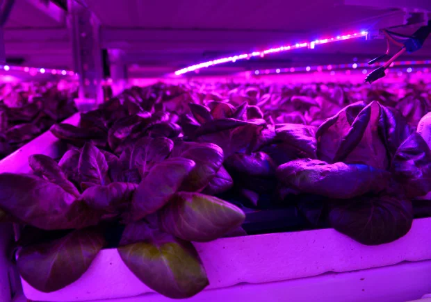 infinite_harvest_08292017_ks_2268.jpg