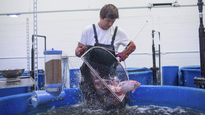 Tilapia fish at GrowUp's aquaponics project are reared with a smart monitoring system © Charlie Bibby/FT