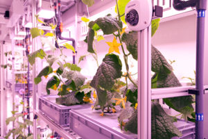 EDEN-ISS-sensing-and-monitoring-Photo-Bruno-Stubenrauch_sm-300x200.jpg