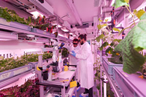 EDEN-ISS-crops-Photo-Bruno-Stubenrauch_sm-300x200.jpg