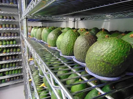 Apeel_sciences_avocados_large.jpg