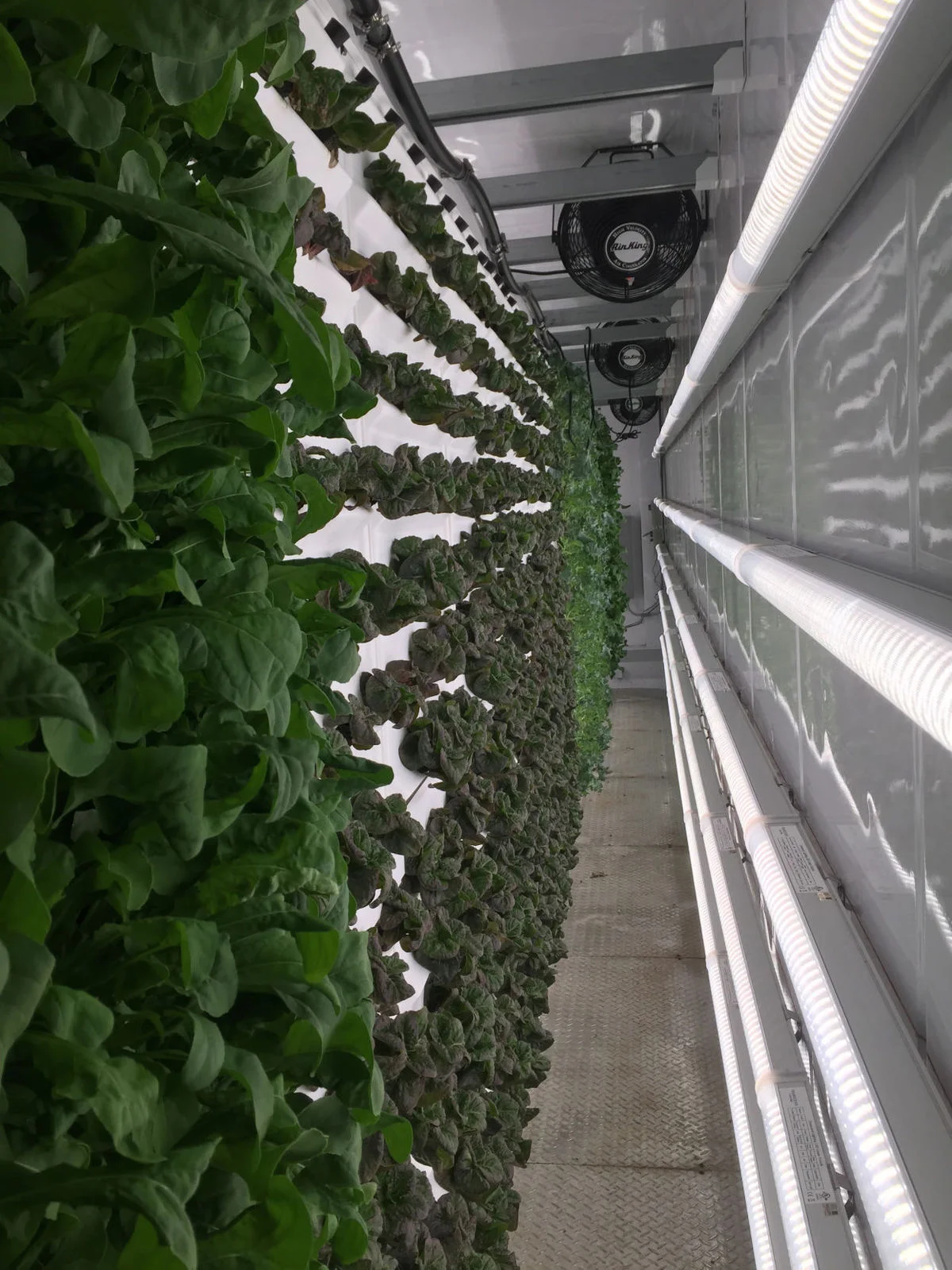 Tiger Corner Farms grows more than 40,000 heads of lettuce a year inside shipping containers in Summerville. Tony Bertauski/Provided | Tony Bertauski