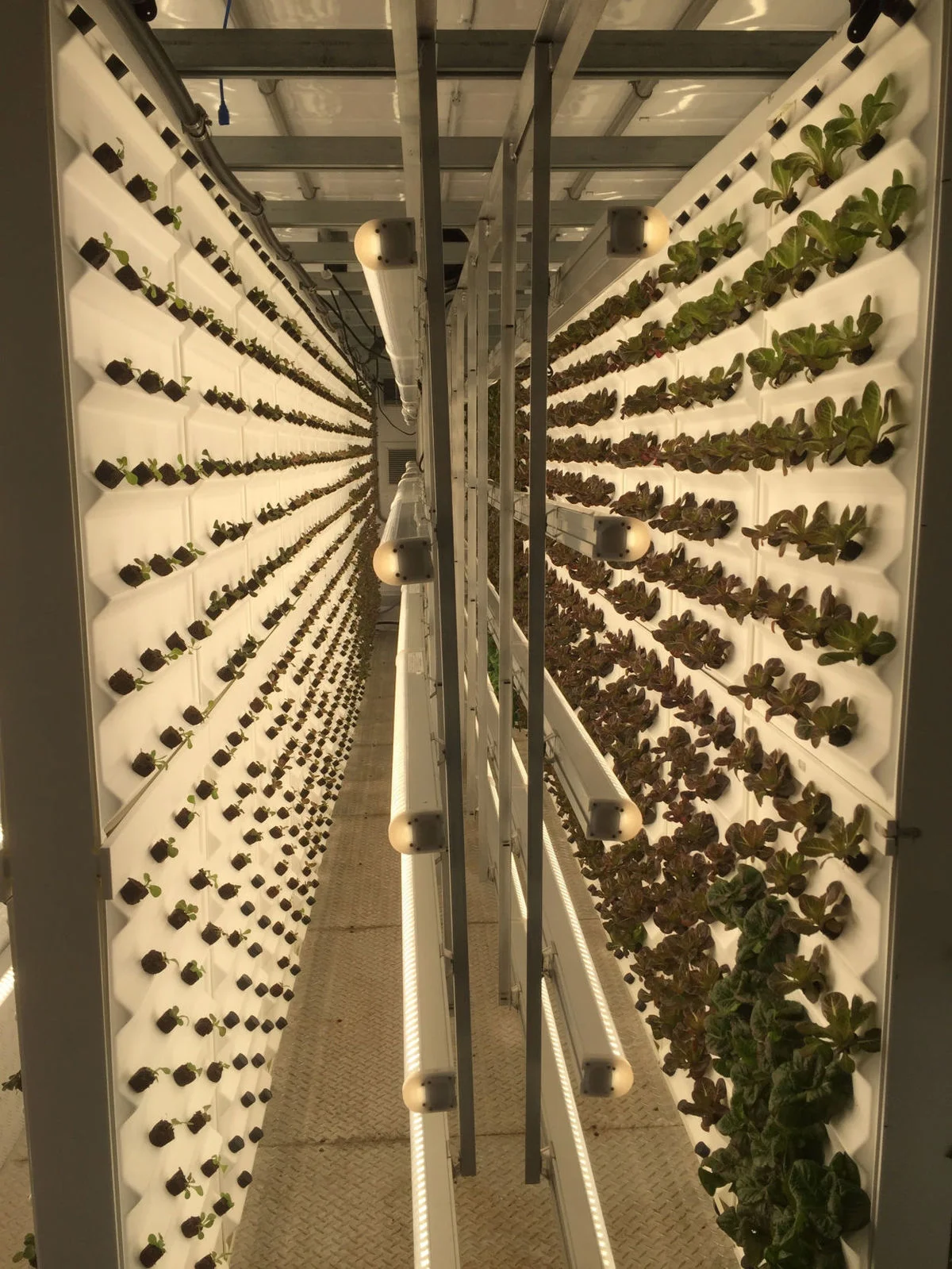 Lettuce grows inside a converted shipping container at Tiger Corners Farms in Summerville. Tony Bertauski/Provided | Tony Bertauski
