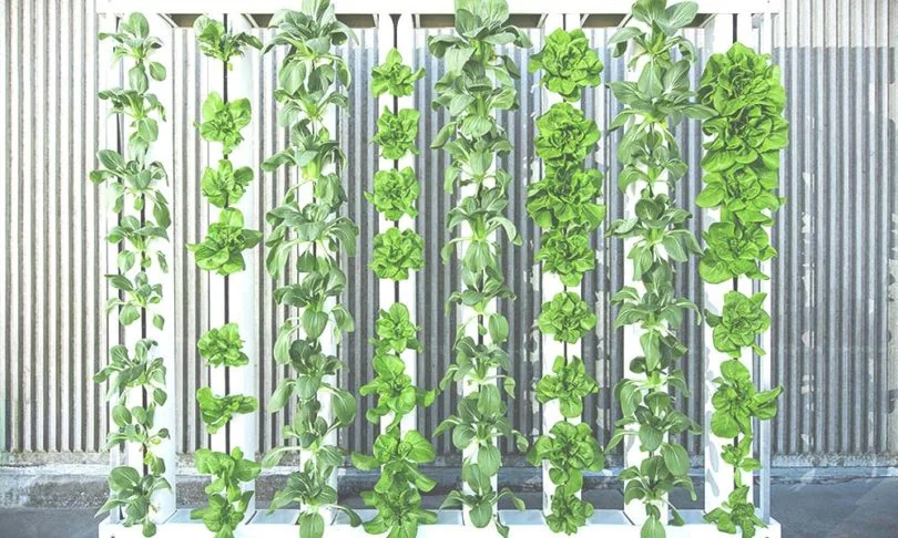 EWP_A-Beginners-Guide-to-Vertical-Farming-810x486.jpg