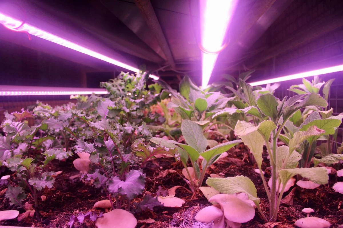 leds-adjusted-to-specific-light-spectrums-help-grow-microgreens-they-sit-in-beds-of-nutrient-rich-water-rather-than-soil.jpg