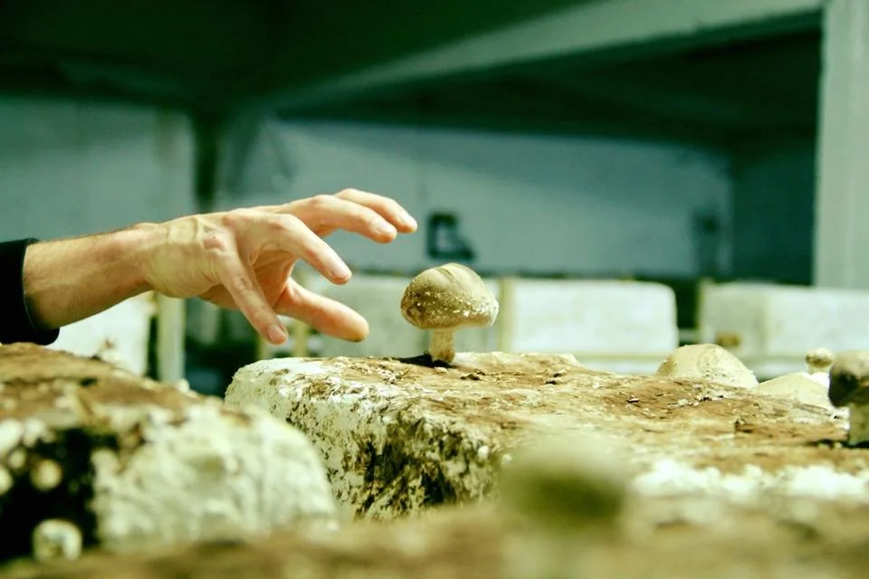 cycloponics-launched-the-farm-with-the-goal-of-growing-veggies-year-round-and-closer-to-the-city-compared-to-traditional-outdoor-farms.jpg
