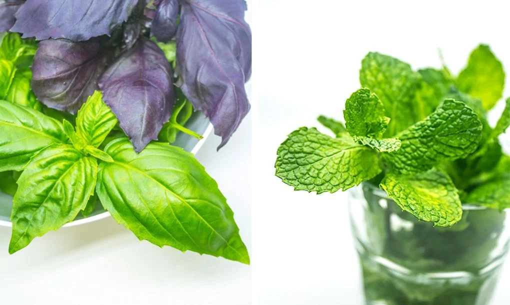 Local-Roots-Herbs-1020x610.jpg