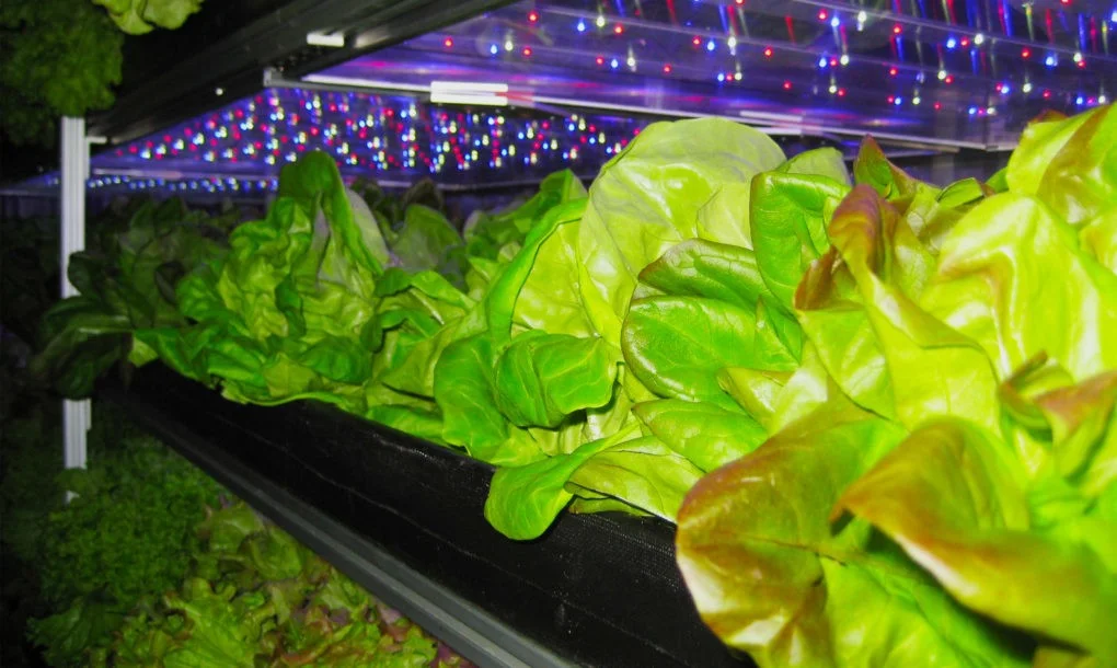 Local-Roots-Produce-1020x610.jpg