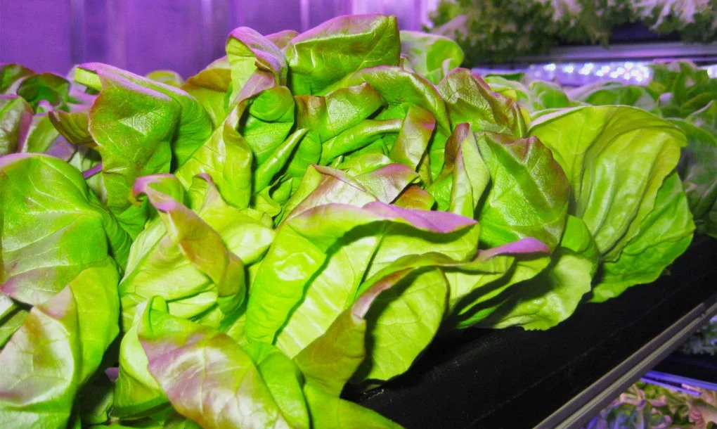 Local-Roots-Greens-1020x610.jpg