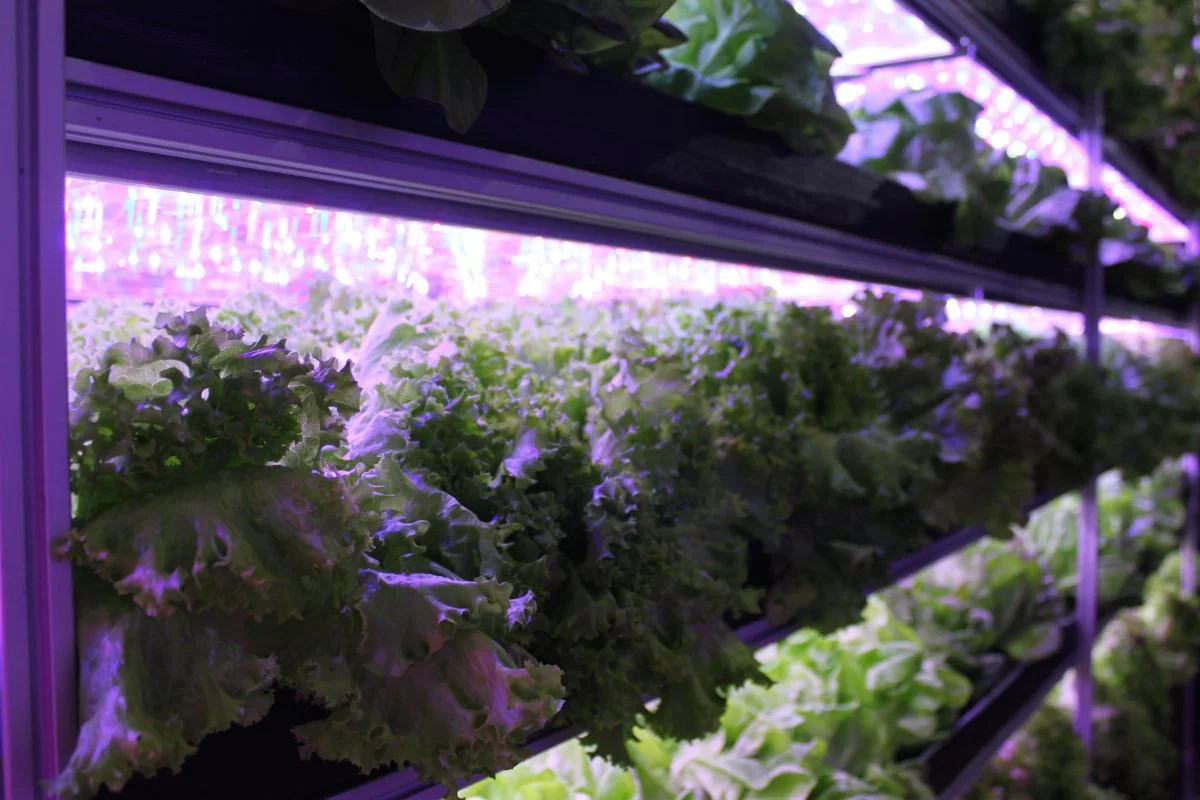 in-the-short-term-were-going-to-be-the-first-vertical-farming-company-to-truly-hit-commercial-scale-he-said-in-the-long-term-our-mission-is-to-improve-global-health-through-increasing-access-to-and-the-affordability-of-healthy-responsibly-g.jpg