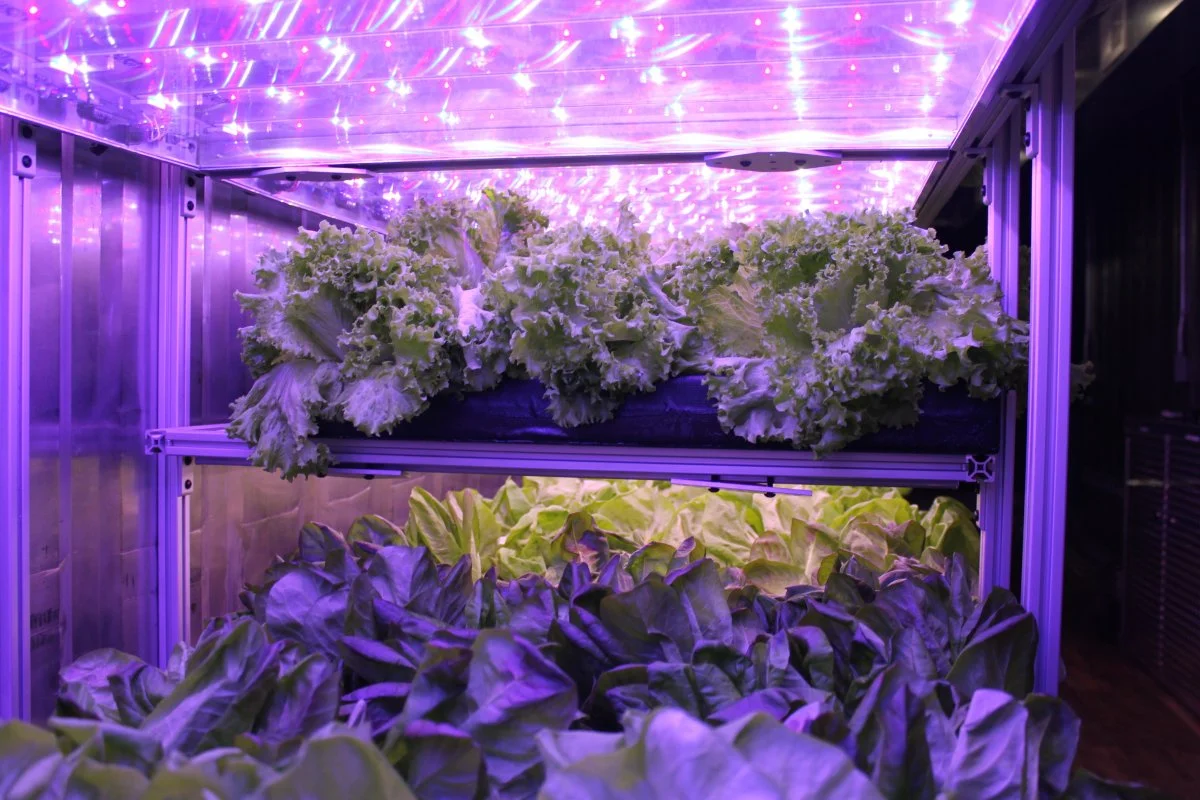 local-roots-is-one-of-several-companies-in-the-burgeoning-indoor-farming-space.jpg