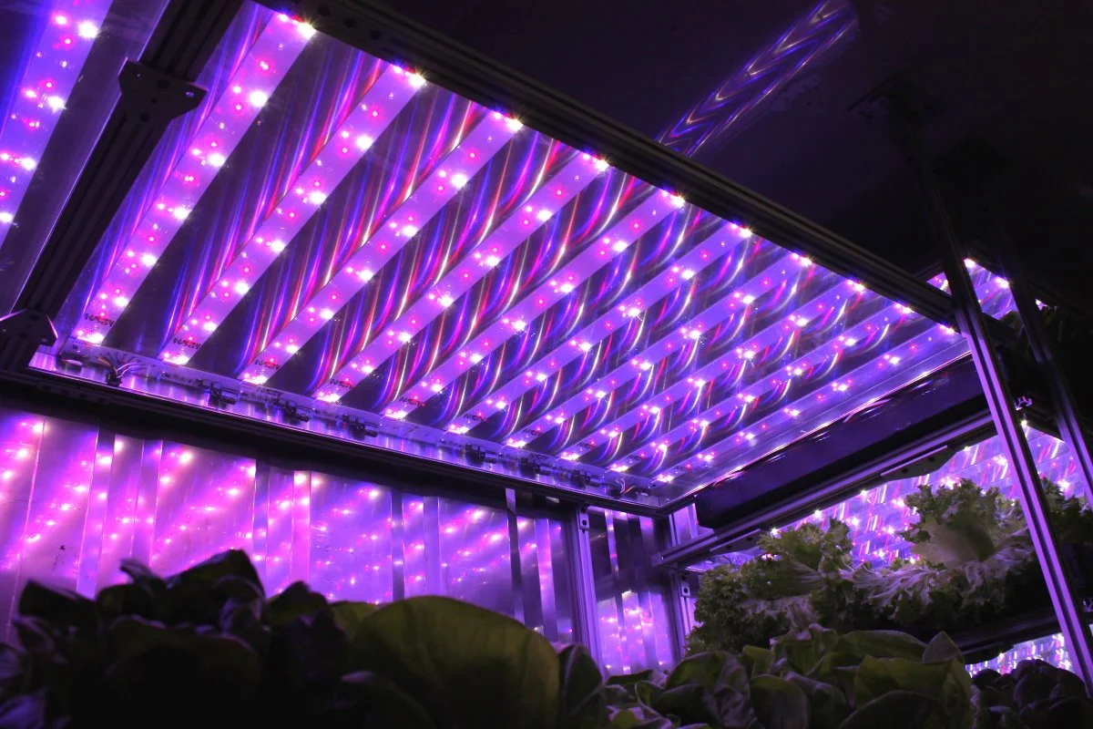 instead-of-sunlight-they-rely-on-a-sheet-of-blue-and-pink-led-lights-overhead-which-uses-proprietary-technology-ellestad-said-local-roots-leds-use-less-energy-than-off-the-rack-ones.jpg