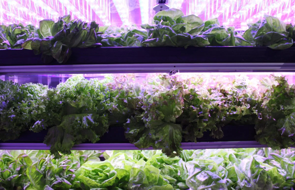 on-seven-rows-of-growing-trays-on-two-opposite-walls-leafy-greens-sprout-from-soil-free-growing-beds-with-nutrient-rich-water.jpg