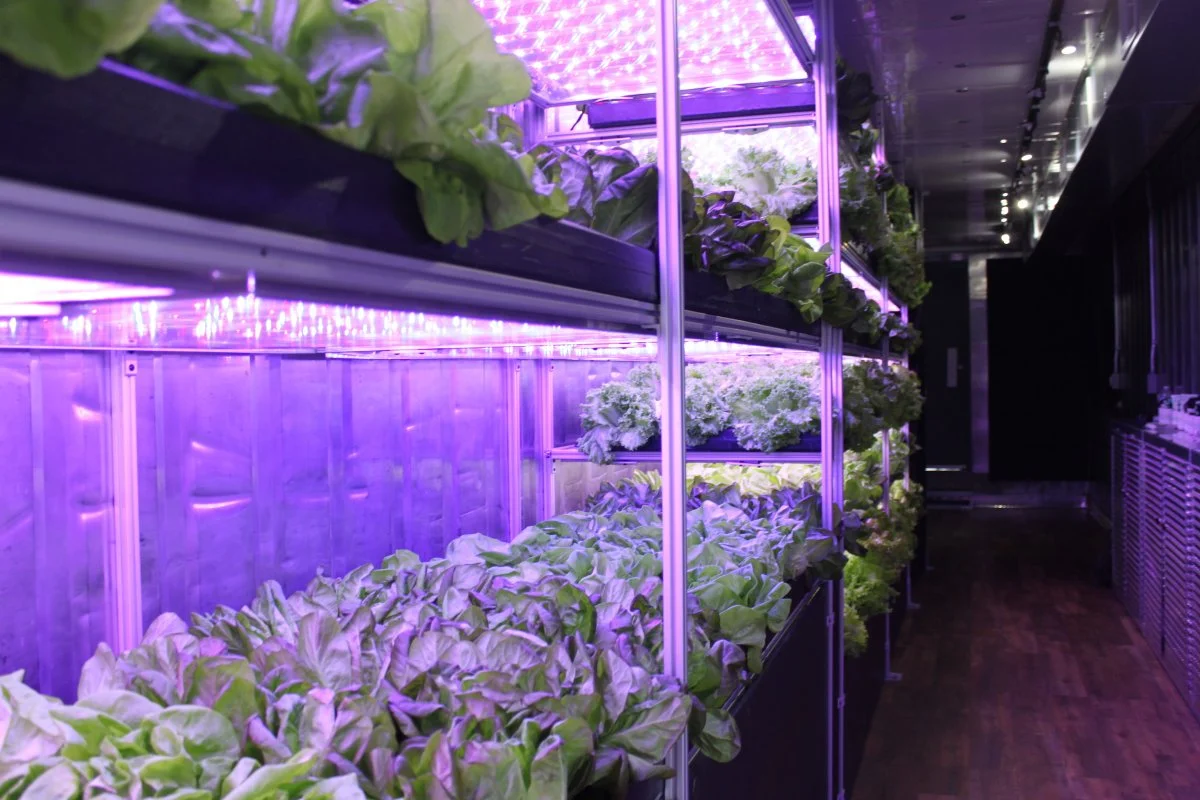 each-container-can-produce-about-4000-heads-of-lettuce-every-10-days-local-roots-cofoundereric-ellestad-told-business-insider-the-farms-can-technically-grow-any-fruit-or-vegetable-but-greens-are-the-most-economically-viable-crop.jpg